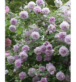Рейни Блю (Rainy Blue)#498