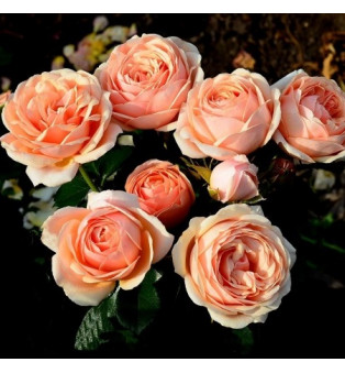 Йорс ин Континьюд Френдшип (Yours in Continued Friendship )#40 контейнер 4л.