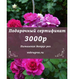 Подарочный сертификат на 3000рублей.