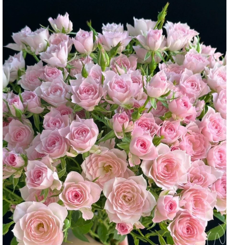Свит Роуз (Sweet Rose)#601