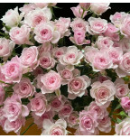 Свит Роуз (Sweet Rose)#601