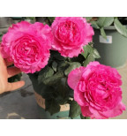 Цефей Роуз(Cepheus Rose)#187 