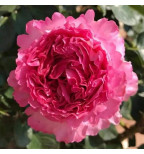 Цефей Роуз(Cepheus Rose)#187 