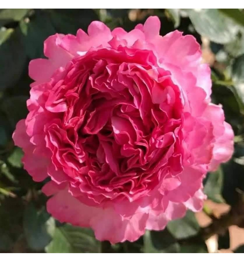 Цефей Роуз(Cepheus Rose)#187 