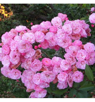 Хевенли Пинк (Heavenly Pink)#393