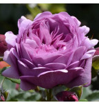 Тельма(Rose Thelma)#100