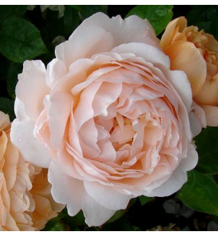 Эмбридж роуз(Ambridge Rose)#362