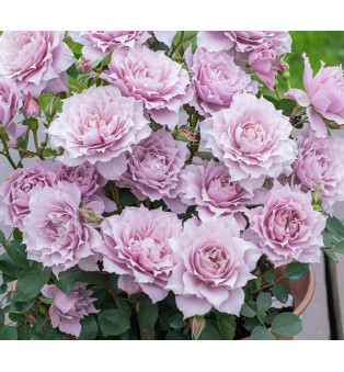 Волшебный фиолетовый (Fantasy Puple Rose)#543 