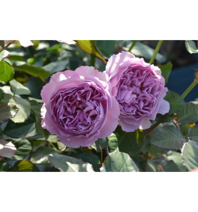Элизабет (Elisabeth)#608 