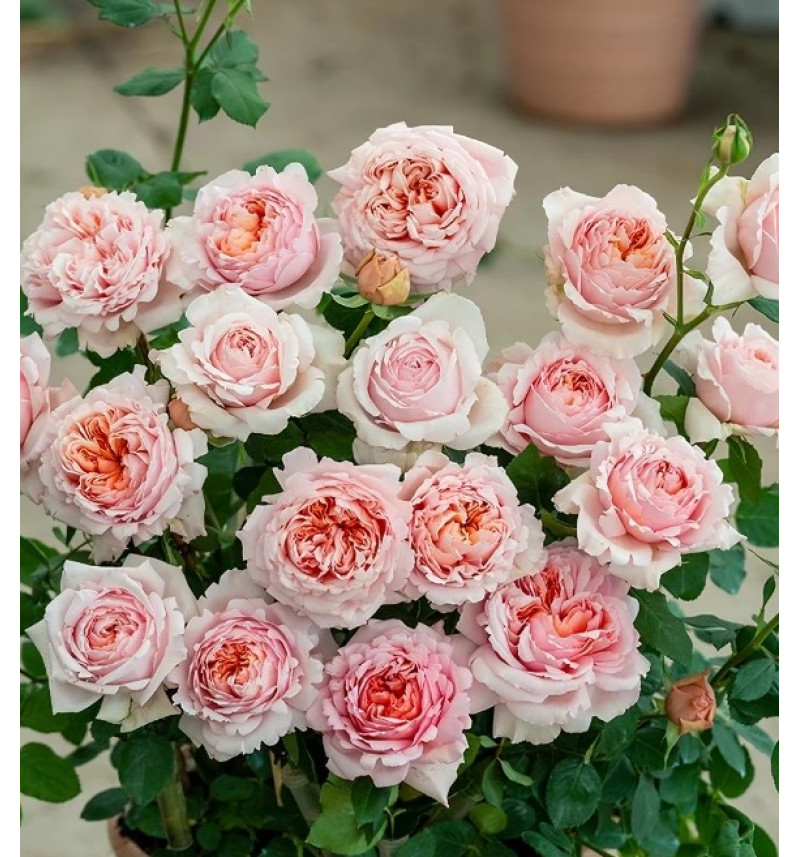 Янзи (Yanzi )#565 