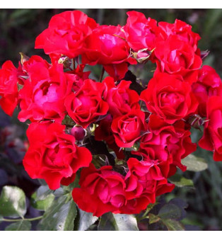 Блек Форест Роуз(Black Forest Rose)#10