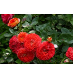 Старлет -роуз Кармен (Starlet®-Rose Carmen)#533
