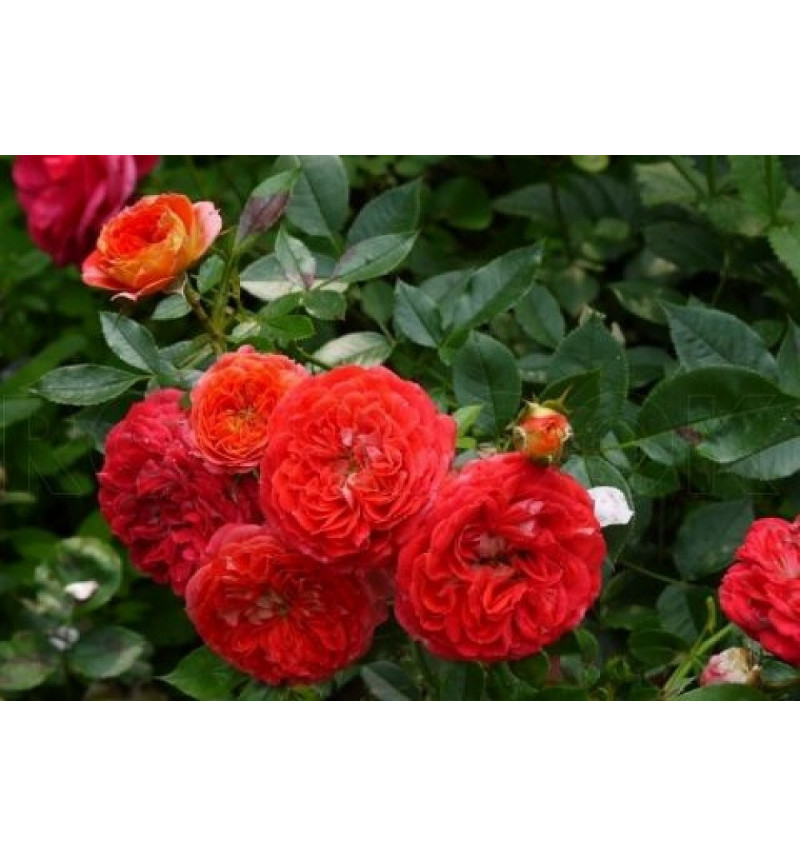 Старлет -роуз Кармен (Starlet®-Rose Carmen)#533