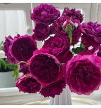 Лё та де сэриз (Le Temps des Cerises) #607 