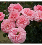 Тиклед Пинк(Tickled Pink)#104