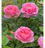 Pink Lady of Shalott #160