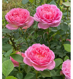 Pink Lady of Shalott #160 контейнер 4л.