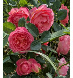 Pink Lady of Shalott #160