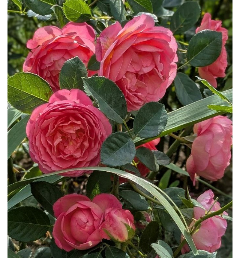 Pink Lady of Shalott #160