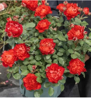 Лава(Ronyan)#547 