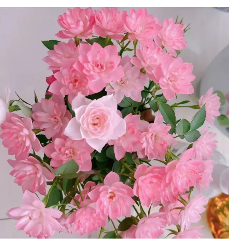 Небесный лотос (Heavenly Lotus )#520 