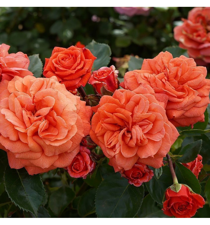Оранжери (Orangerie)#72